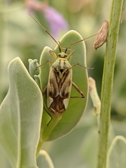 Reuterista instabilis