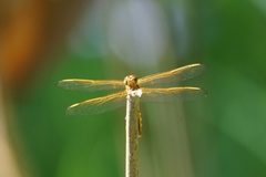 Libellula auripennis