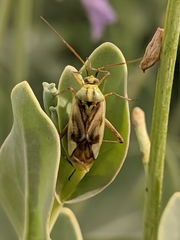 Reuterista instabilis