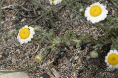 Anthemis tomentosa