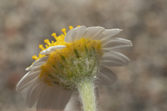 Anthemis tomentosa