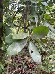 Mammea americana