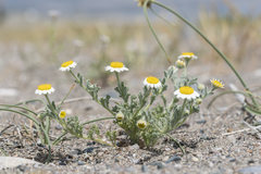 Anthemis tomentosa