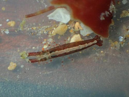 Representative image of Athanas