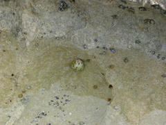 Echinolittorina ziczac