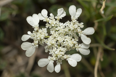Tordylium aegaeum
