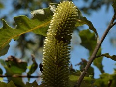 Banksia dentata