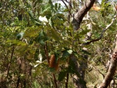 Banksia dentata
