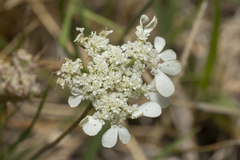 Tordylium aegaeum