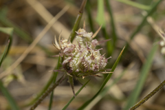 Tordylium aegaeum