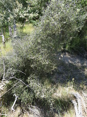 Pittosporum divaricatum
