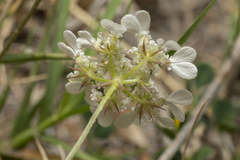 Tordylium aegaeum