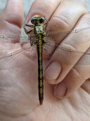 Arigomphus lentulus