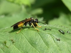 Tenthredo maculata