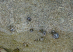 Echinolittorina ziczac