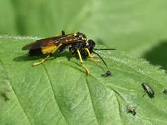 Tenthredo maculata