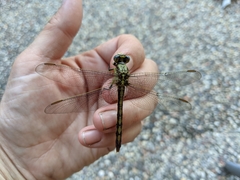 Arigomphus lentulus