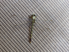 Arigomphus lentulus