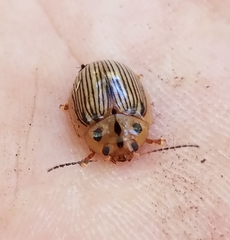 Paropsisterna trimaculata