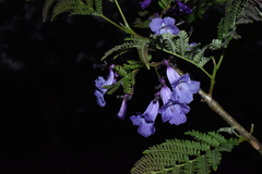 Jacaranda obtusifolia