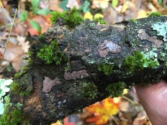 Hypoxylon rubiginosum