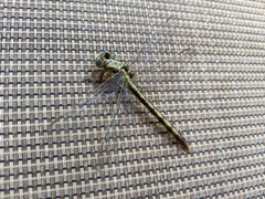 Arigomphus lentulus