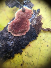 Hypoxylon rubiginosum