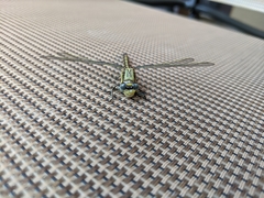 Arigomphus lentulus
