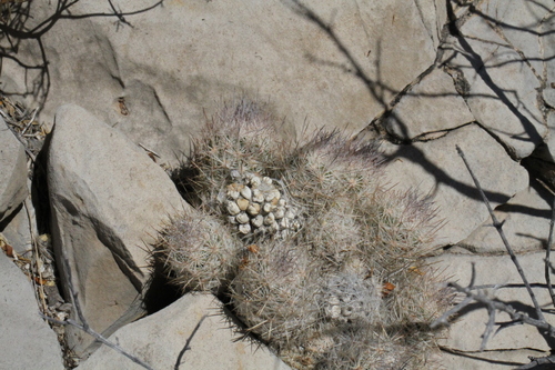 Pelecyphora tuberculosa