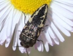 Acmaeodera cuneata