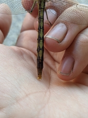 Arigomphus lentulus