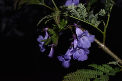 Jacaranda obtusifolia