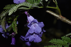 Jacaranda obtusifolia