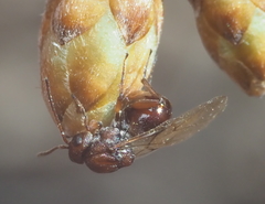 Callirhytis elliptica