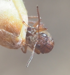 Callirhytis elliptica