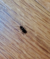 Periplaneta fuliginosa