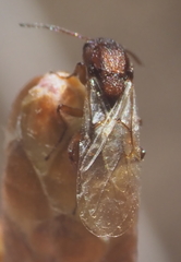 Callirhytis elliptica