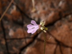 Stylidium schizanthum