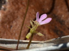 Stylidium schizanthum