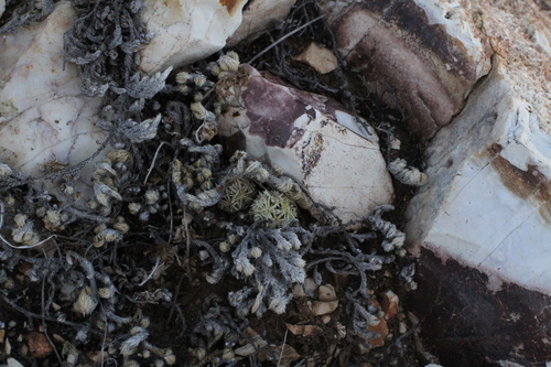 Image of Escobaria minima by (c) Reid Hardin, some rights reserved (CC BY)