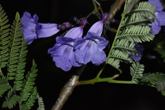 Jacaranda obtusifolia