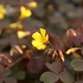 Volcanic Sorrel - Photo (c) Photo by David J. Stang, some rights reserved (CC BY-SA)