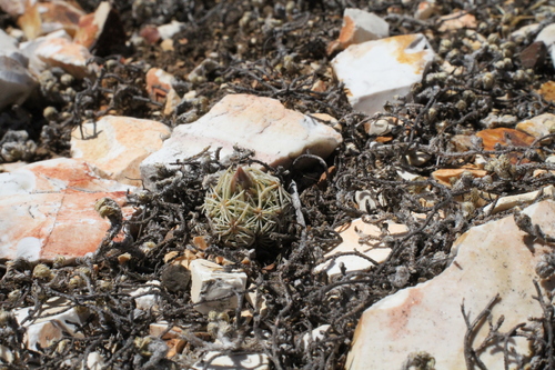 Image of Nellie Corycactus (Escobaria minima) by (c) Reid Hardin, some rights reserved (CC BY)