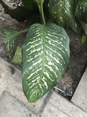 Dieffenbachia