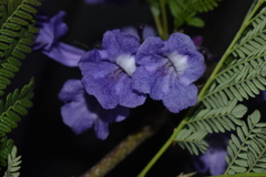 Jacaranda obtusifolia