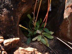 Stylidium schizanthum
