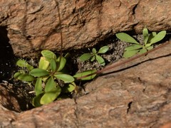 Stylidium schizanthum
