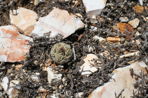 Image of Escobaria minima by (c) Reid Hardin, some rights reserved (CC BY)