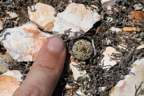 Image of Nellie Corycactus (Escobaria minima) by (c) Reid Hardin, some rights reserved (CC BY)