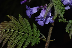Jacaranda obtusifolia